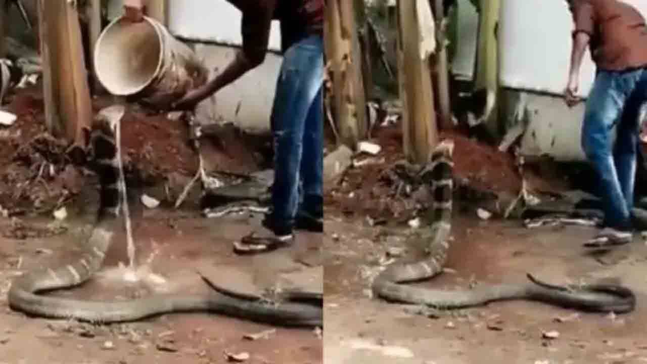 Viral Video: সাপকে স্নান করাচ্ছেন যুবক! ভিডিয়ো ভাইরাল নেট দুনিয়ায়