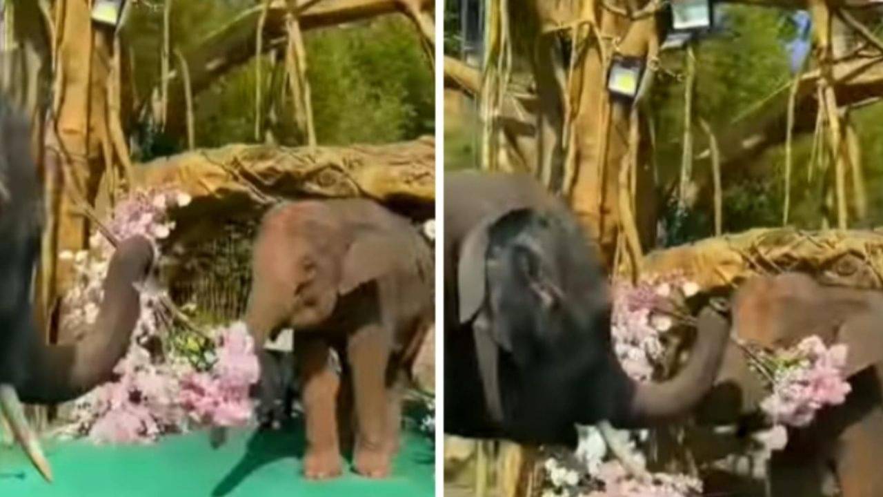 Viral Video: পুরুষ হাতির এই প্রেম প্রস্তাব ফেলে দিতে পারলেন না মহিলা হাতি, কী প্রতিক্রিয়া হল তার?