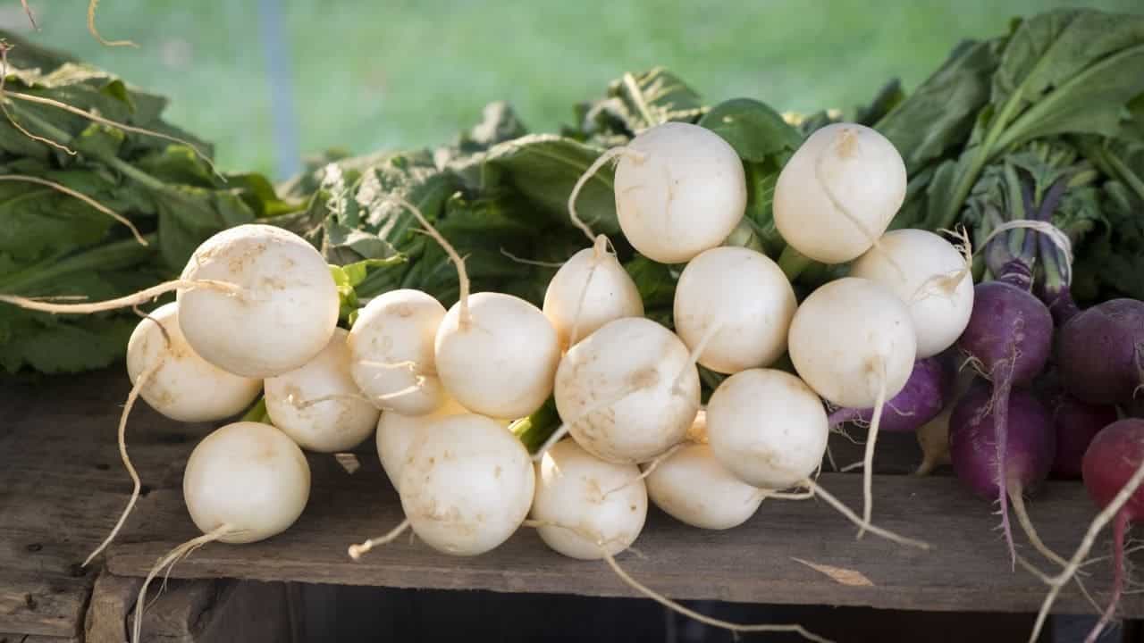 Benefits of Radish: মুলো খাওয়ার একাধিক স্বাস্থ্যকর উপকারিতা আছে, শীতকালে মুলো খাওয়ার ব্যাপারে বিস্তারিত জেনে নিন... Benefits of Radish: মুলো খাওয়ার একাধিক স্বাস্থ্যকর উপকারিতা আছে, শীতকালে মুলো খাওয়ার ব্যাপারে বিস্তারিত জেনে নিন...