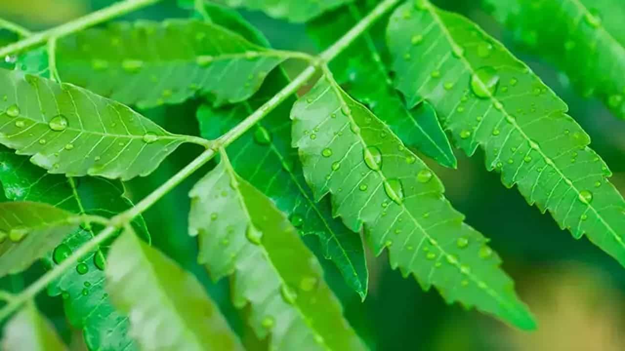 Benefits of Neem: টানা একমাস প্রতিদিন সকালে নিম পাতা খেলে পাবেন আশ্চর্য উপকারিতা, বিস্তারিত জেনে নিন... Benefits of Neem: টানা একমাস প্রতিদিন সকালে নিম পাতা খেলে পাবেন আশ্চর্য উপকারিতা, বিস্তারিত জেনে নিন...