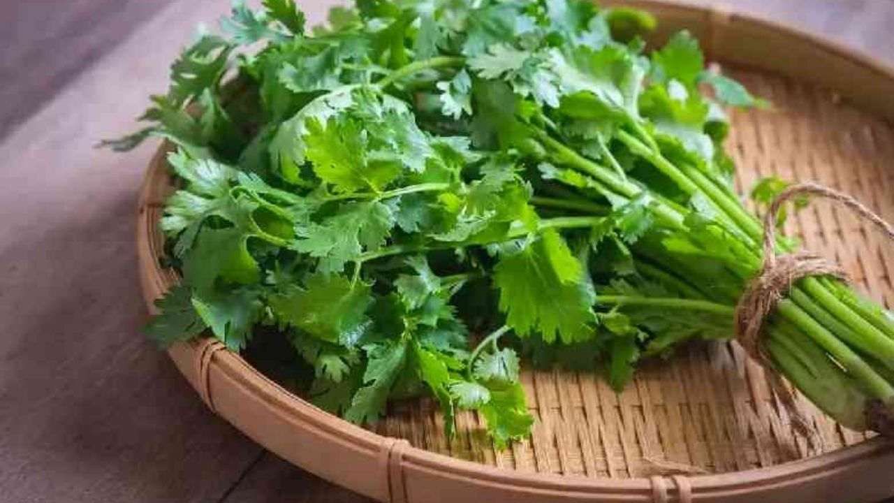 Coriander Hair Mask: This vegetable is especially useful for hair care,  find out how to make this vegetable hair mask … | Coriander leaves hair  mask for shiny and smooth hair | PiPa News