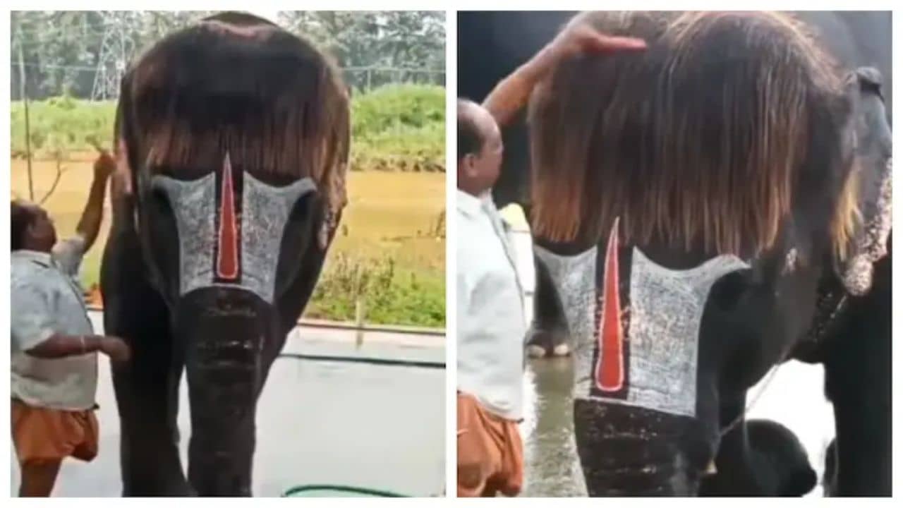 Viral Video: নিজের বব কাট চুলের যত্ন নিতে মাহুতকে সাহায্য হাতির, ভিডিয়ো দেখে মুগ্ধ নেটিজেনরা...