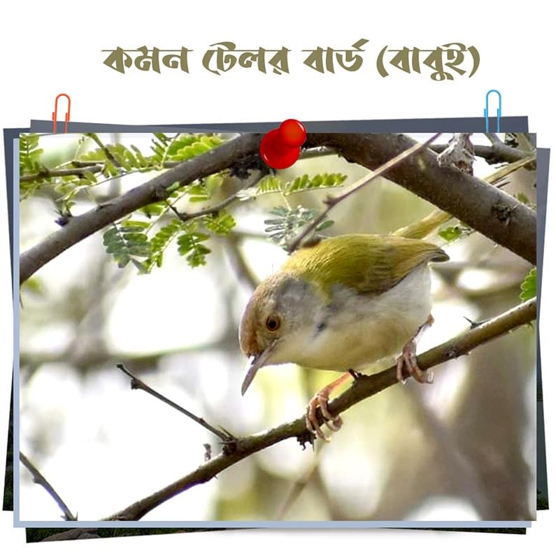 বাবুই বা Common Tailor Bird ছোট্ট এই পাখির বাসা বানানোর মুন্সিয়ানার কারনে 'দর্জি পাখি' হিসাবে এর সুনাম। এদের ডাক এদের চিনিয়ে দেয়। গায়ের রঙের কারনে এদের খুঁজে বার করা কষ্টসাধ্য। 