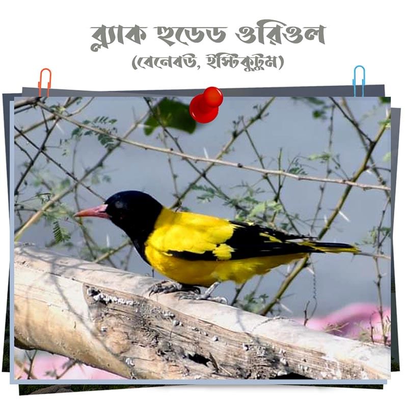 Black Hooded Oriole কে বাঙালি চেনে ইষ্টি কুটুম বা বেনে বৌ নামে। হলুদ আর কালো রঙের এমন উজ্জ্বল সহাবস্থান খুব কম পাখির মধ্যে দেখা যায়। এশিয়ার ক্রান্তীয় অঞ্চলে ইন্দোনেশিয়া, ভারত ও শ্রীলঙ্কায় দেখা যায় এই প্যাসারাইন পাখিটিকে। 
