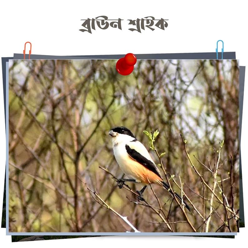 খাদ্যাভ্যাসের কারনে Brown Shrike কে বুচার বার্ডও বলা হয়। এদের বিজ্ঞানসম্মত নাম Lanius cristatus । Lanius এর ল্যাটিন অর্থ কসাই। মুলতঃ শীতকালে এই পাখির ঝাঁক ছোট ঝোপের মধ্যে দেখা যায়। এরা পরিযায়ী পাখি। হালকা হলদেটে রঙের ওপরে চোখের দুপাশে কালো রঙের ব্যান্ডিট মাস্ক দেখা যায়। 