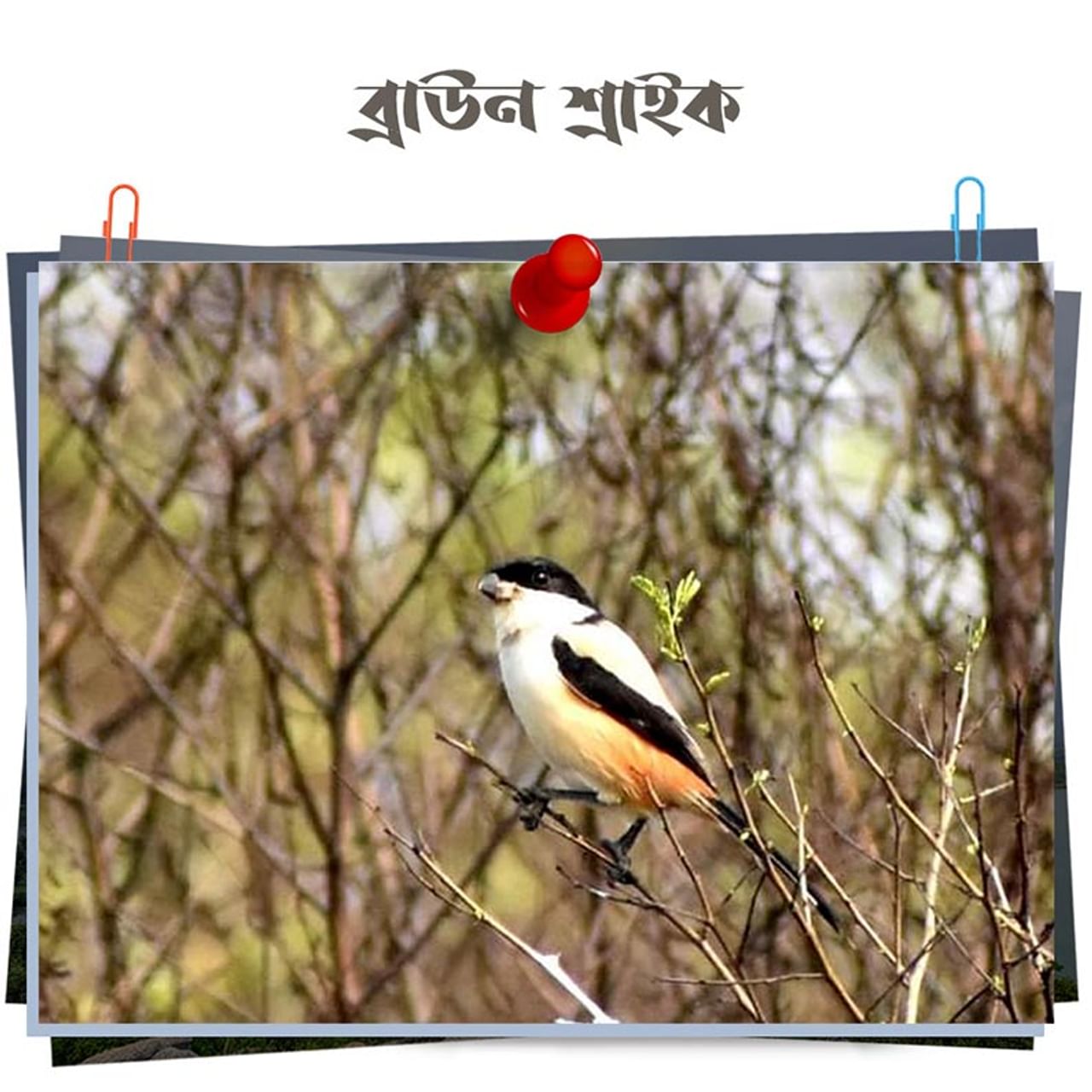 খাদ্যাভ্যাসের কারনে Brown Shrike কে বুচার বার্ডও বলা হয়। এদের বিজ্ঞানসম্মত নাম Lanius cristatus । Lanius এর ল্যাটিন অর্থ কসাই। মুলতঃ শীতকালে এই পাখির ঝাঁক ছোট ঝোপের মধ্যে দেখা যায়। এরা পরিযায়ী পাখি। হালকা হলদেটে রঙের ওপরে চোখের দুপাশে কালো রঙের ব্যান্ডিট মাস্ক দেখা যায়। 