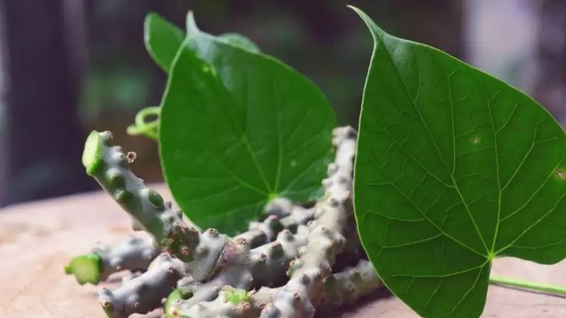 কার্ডিওপ্রোটেক্টিভ: গিলয় গ্লুকুরোনাইড এবং কোলেস্টেরলকে বাধা দেওয়ার মাধ্যমে লিপিড বিপাক নিয়ন্ত্রণ করে। পাশাপাশি এর অ্যান্টিঅক্সিডেন্ট বৈশিষ্ট্যগুলির জন্য হার্টকে ইনফার্কশন থেকে রক্ষা করে।