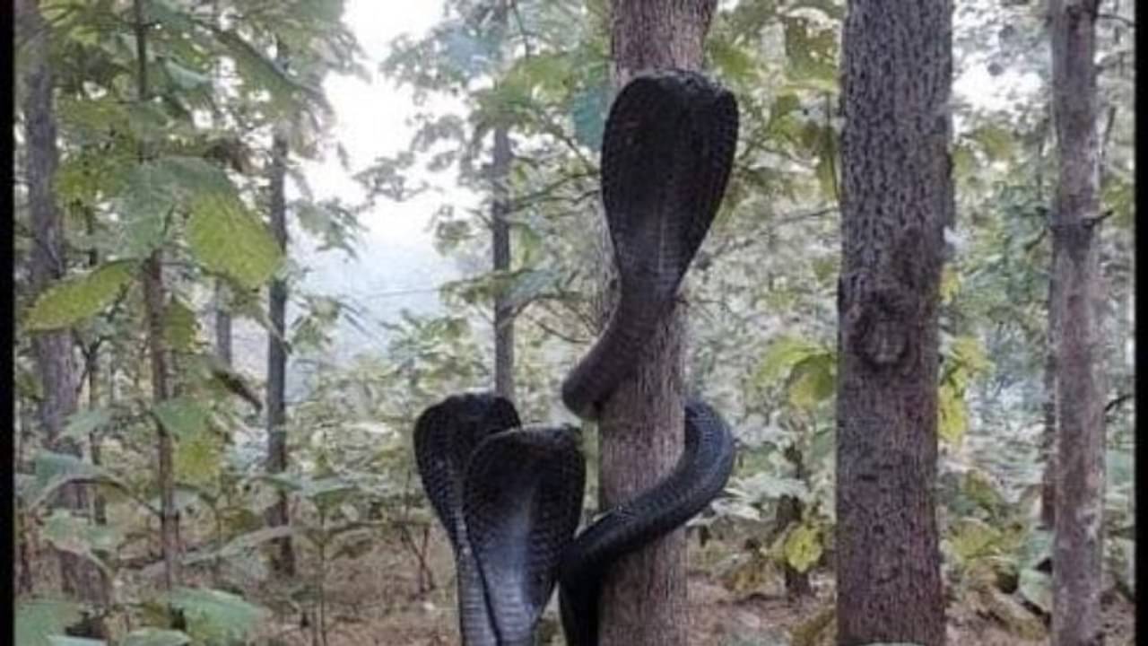 Viral Video: ফণা তুলে রয়েছে তিনটে কোবরা সাপ! জয় শিব শম্ভু-তে ছয়লাপ সোশ্যাল মিডিয়া...