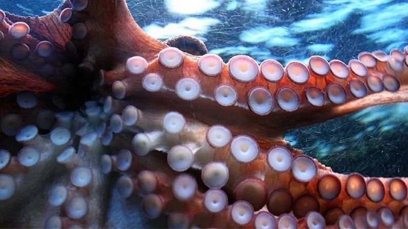 Octopus Interesting Facts: 9 brains of octopus, also know many more unknown  facts about this animal … | Know unknown facts about octopus and its 9  brain and 3 heart story check
