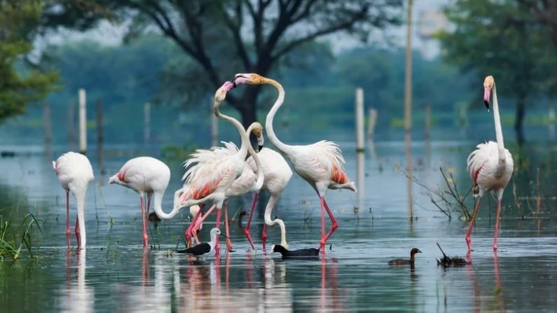 ভারতপুর বার্ড স্যাঞ্চুয়ারি: যদি রাজস্থানে পাখি পরিদর্শন করতে চান তাহলে ঘুরে আসুন এই অভয়ারণ্য থেকে। এখানে আপনি রঙে বেরঙের ৩৬০ টি প্রজাতির পাখি খুঁজে পাবেন। এছাড়াও এখানে রয়েছে 300 টিরও বেশি প্রজাতির ফুলগাছ, 13 প্রজাতির সাপ, টিকটিকি, কচ্ছপ, উভচর, মাছ ইত্যাদি।