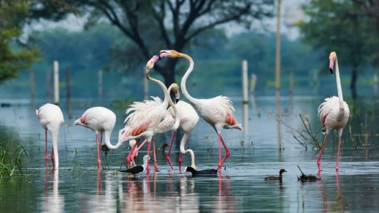 ভারতপুর বার্ড স্যাঞ্চুয়ারি: যদি রাজস্থানে পাখি পরিদর্শন করতে চান তাহলে ঘুরে আসুন এই অভয়ারণ্য থেকে। এখানে আপনি রঙে বেরঙের ৩৬০ টি প্রজাতির পাখি খুঁজে পাবেন। এছাড়াও এখানে রয়েছে 300 টিরও বেশি প্রজাতির ফুলগাছ, 13 প্রজাতির সাপ, টিকটিকি, কচ্ছপ, উভচর, মাছ ইত্যাদি।