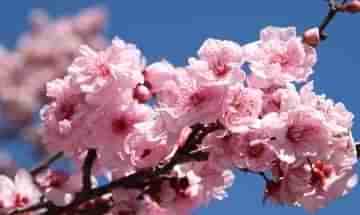 Cherry Blossom Festival: করোনার আতঙ্কের মধ্যেই শুরু হচ্ছে বিখ্যাত চেরি ব্লসম উত্‍সব!