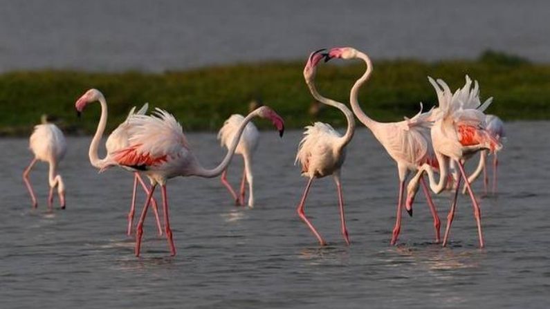 চিলকা লেক বার্ড স্যাঞ্চুয়ারি: ওড়িশার অন্যতম পর্যটন কেন্দ্র এই অভয়ারণ্য। ভারতের এই বৃহত্তম নোনা জলে হৃদ অসংখ্য পরিযায়ী পাখির বাসস্থান। এখানে প্রতি বছর রাশিয়া, আরাল সাগর, মঙ্গোলিয়া, লাদাখ, হিমালয় ইত্যাদি থেকে ২৬০ টিরও বেশি প্রজাতির পাখি আসে। 