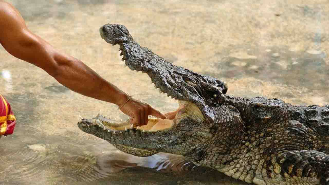 Viral Video: স্ট্যাচু ভেবে সত্যিকারের কুমিরের সঙ্গে ছবি তুলতে গিয়ে বিপত্তি, জন্মদিনেই মৃত্যু-ফাঁদ থেকে ফিরে এলেন এই ব্যক্তি!