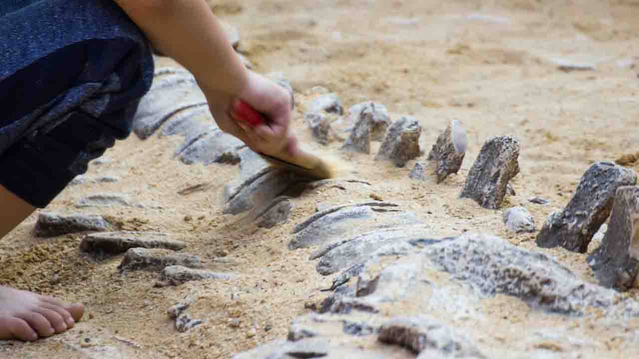 Disnosaur Skeleton Found In US: ৩০ ফুট লম্বা বিরল প্রজাতির ডাইনোসর কঙ্কালের হদিশ মিলল আমেরিকায়