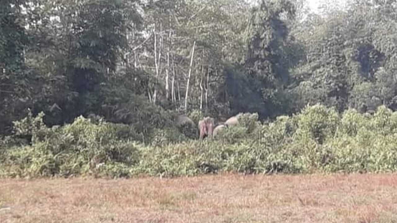 Video: খাবারের খোঁজে লোকালয়ে তাণ্ডব! ২৪ ঘণ্টার মধ্যেই জঙ্গলে দাঁতালের দলকে ফেরত পাঠাল বন দফতর