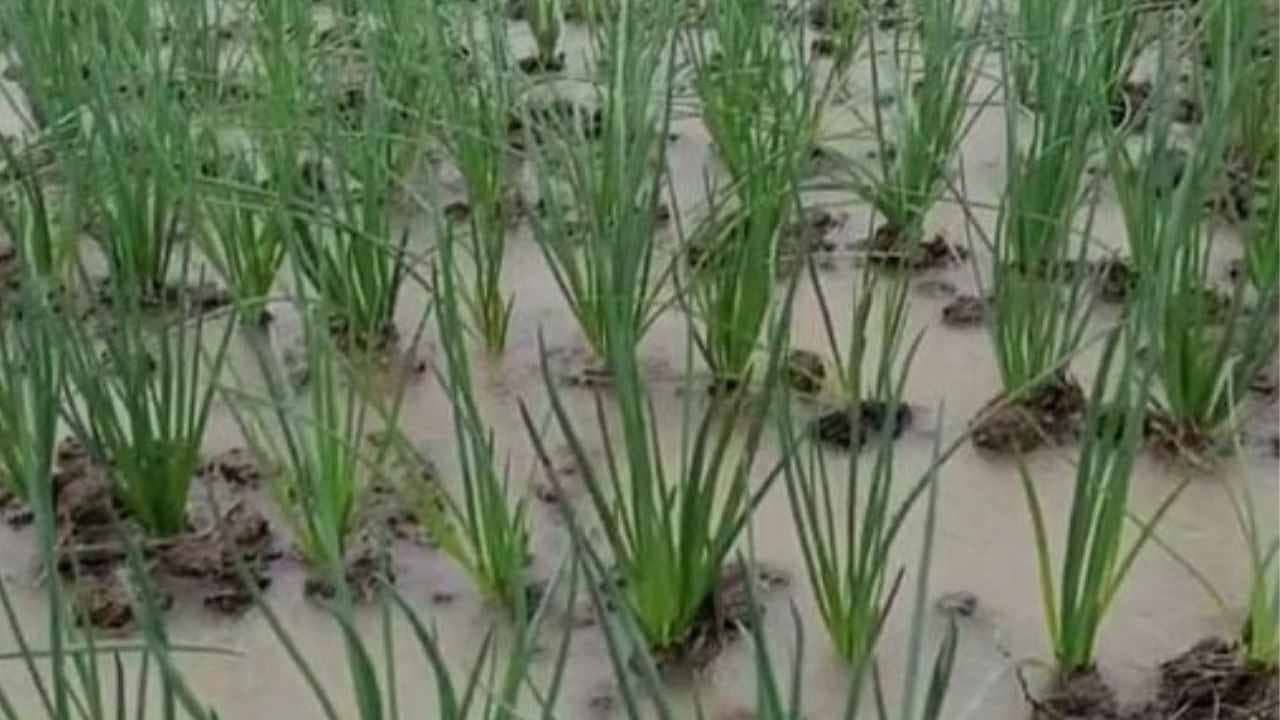 Potato Farming: একেই বলে পাকা ধানে মই, অকাল বৃষ্টিতে মাঠেই নষ্ট ধান, ক্ষতির মুখে আলু চাষও