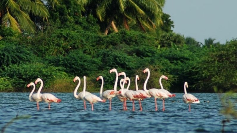 কুমারকম বার্ড স্যাঞ্চুয়ারি: কেরালার ব্যাকওয়াটার যদি ঘুরে থাকেন, তাহলে এই অভয়ারণ্যটিও মিস করবেন না। এটি ফিসান্ট টেইলড জ্যাকানাস, প্যারাডাইস ফ্লাইক্যাচার, তোতাপাখি, গোল্ডেন-ব্যাকড উডপেকারস, টিলস, পেঁচা, এগ্রেটস, লার্কস, হেরনস, কিংফিশারের মত বিভিন্ন দেশীয় পাখির বাসস্থান। এটি বিখ্যাত ভেম্বানাদ হ্রদের পাশে অবস্থিত এবং ১৪ একর এলাকা জুড়ে বিস্তৃত।