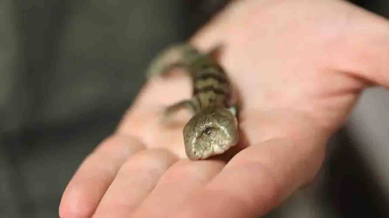 Viral Video: তিনটে চোখ-দুটো মাথা, নীল জিভের পুঁচকে টিকটিকির ভিডিয়ো রাতারাতি ভাইরাল!