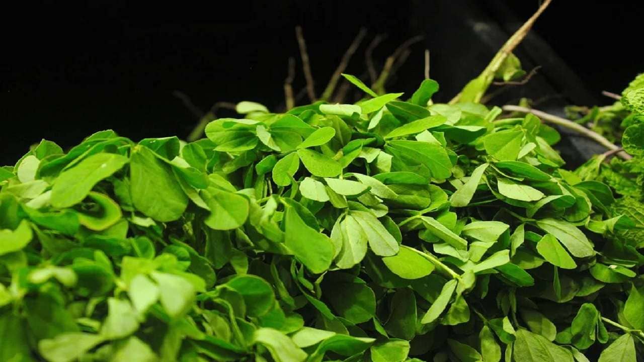 Methi leaves: শীতে রোজ কেন খাবেন মেথি শাক? কী ভাবেই বা রান্না করবেন! জেনে নিন