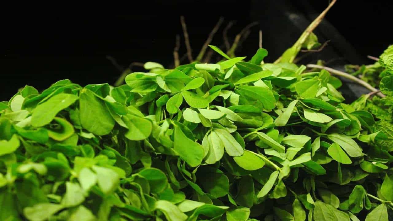 Methi leaves: শীতে রোজ কেন খাবেন মেথি শাক? কী ভাবেই বা রান্না করবেন! জেনে নিন Methi leaves: শীতে রোজ কেন খাবেন মেথি শাক? কী ভাবেই বা রান্না করবেন! জেনে নিন