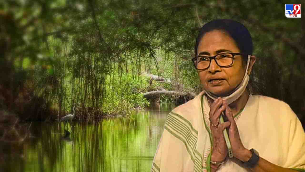 Mamata Banerjee on Sundarban: অবিলম্বে সুন্দরবনকে পৃথক জেলা করার নির্দেশ মমতার, ব্যাখ্যা করলেন কারণ