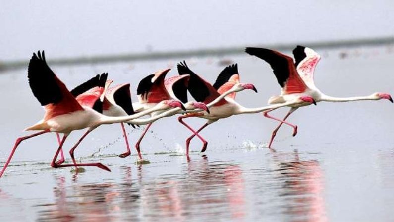 নাল সরোবর বার্ড স্যাঞ্চুয়ারি: এটি ভারতের বৃহত্তম জলজ পাখির অভয়ারণ্য। এটি জলাভূমি গাছপালার জন্য পরিচিত এবং গুজরাটের ১২০ বর্গ কিলোমিটার  জায়গা জুড়ে বিস্তৃত। শীতের মরসুমে ২৫০ টিরও বেশি প্রজাতির জলজ পাখি এখানে আসে। এখানে পেলিকান, হেরন, ফ্লেমিংগো, ব্রাহ্মণী হাঁস, হোয়াইট সারসের মত পাখির দেখা পেতে পারেন।