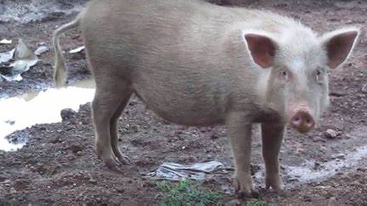 Pig Death: অজানা রোগে একের পর এক শুয়োরের মৃত্যু! করোনা আবহে সোয়াইন ফ্লু আতঙ্ক গ্রাস করছে জলপাইগুড়িকে