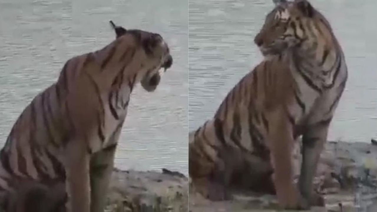 Royal Bengal Tiger: দীপাবলির ভোরে সুন্দরবনে রয়্যাল দর্শন, উচ্ছ্বসিত পর্যটকরা