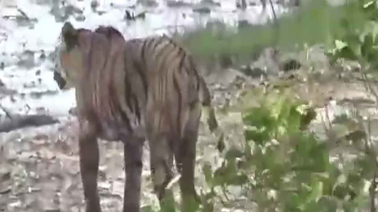 একেবারে সুন্দরবন ঘেঁষা গ্রামে কালীতলায় এই বাঘ দেখে আতঙ্কিত হয়ে পড়েন পর্যটক ও গ্রামবাসীরা। 