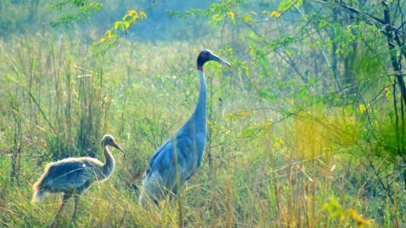 সালিম আলি বার্ড স্যাঞ্চুয়ারি: গোয়ার ম্যানগ্রোভ অরণ্য দ্বারা পরিবেষ্টিত এই পাখির স্যাঞ্চুয়ারিটি। এই অভয়ারণ্যটিও বিভিন্ন স্থানীয় এবং পরিযায়ী পাখিদের বাসস্থান। বিশিষ্ট পক্ষীবিদ সেলিম মইজউদ্দিন আব্দুল আলির নামে এই অভয়ারণ্যের নামকরণ করা হয়েছে।