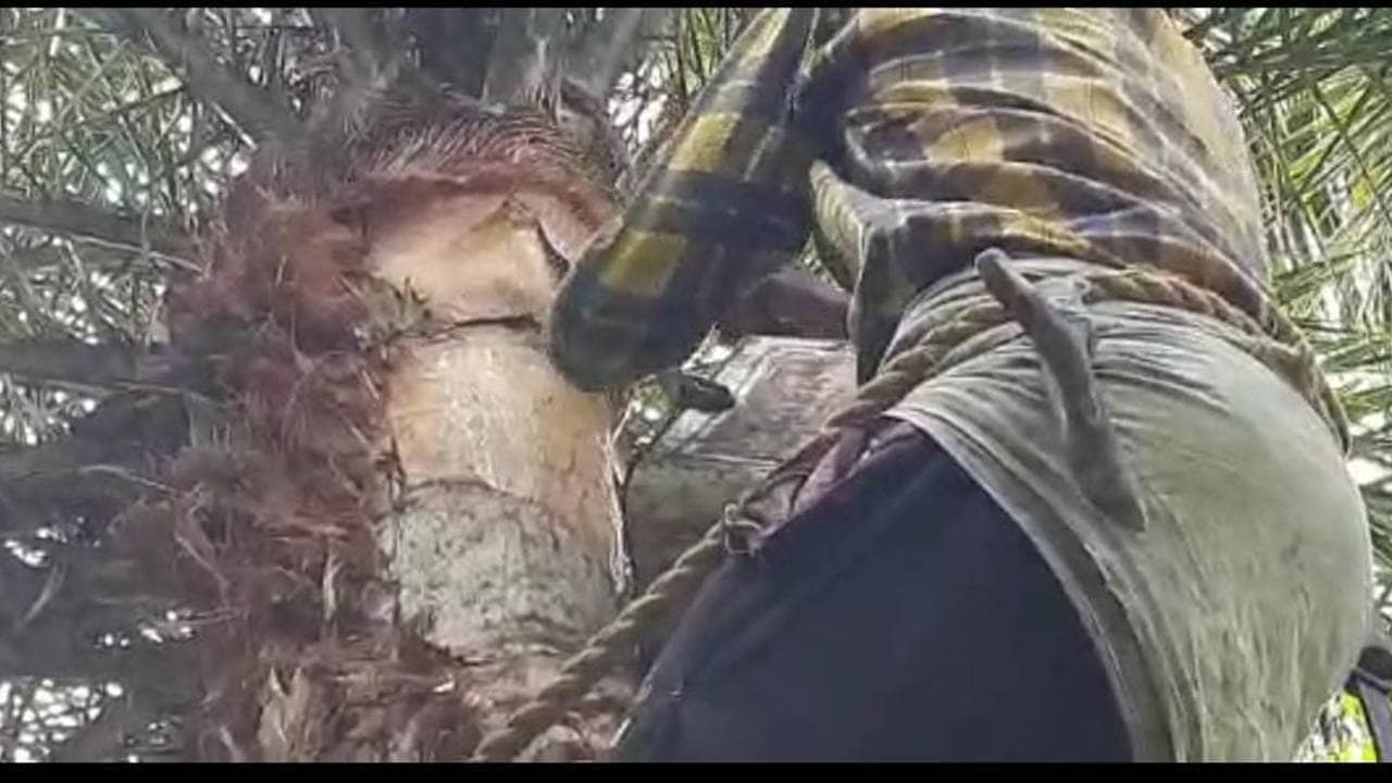 Paschim Medinipur: খেজুর গাছে হাঁড়ি বাঁধতে উঠছেন শাহরুখ, সঙ্গী আমির-সলমন!