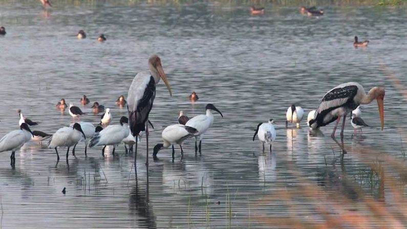 সুলতানপুর বার্ড স্যাঞ্চুয়ারি: সবচেয়ে জনপ্রিয় এই বার্ড স্যাঞ্চুয়ারিটি হরিয়ানার ১.৪৩ বর্গ কিলোমিটার এলাকা জুড়ে বিস্তৃত। শীতকালে তুরস্ক, সাইবেরিয়া, পূর্ব ইউরোপ এবং রাশিয়া থেকে ১০০টিরও বেশি পাখির প্রজাতি এখানে আসে। ২৫০ টিরও বেশি প্রজাতির স্থানীয় পাখির দেখা পাওয়া যায় এই অঞ্চলে। 