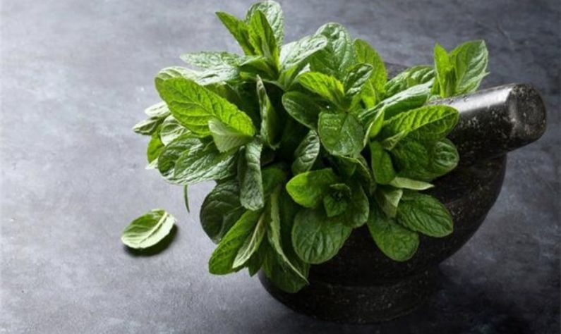 Mint Leaves: ব্রণ ও ব্রণের দাগ হঠাতে পুদিনা পাতার ফেসপ্যাক বানান বাড়িতেই! কীভাবে, জেনে নিন এখানে...