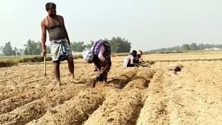 Potato Farming: একেই বলে ‘পাকা ধানে মই’, অকাল বৃষ্টিতে মাঠেই নষ্ট ধান, ক্ষতির মুখে আলু চাষও