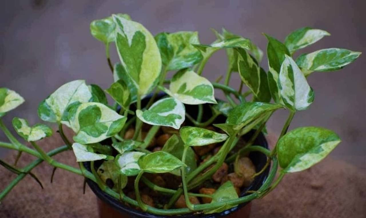 Money Plants: মানি প্ল্যান্টের পাতা শুকিয়ে যাচ্ছে? কেরিয়ার-চাকরি-সম্পতি হারাতে চলেছেন আপনি