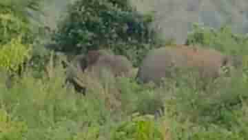 Jalpaiguri: শহরে ঢুকে দাপিয়ে বেড়াচ্ছে হাতি, ১৪৪ ধারা জারির পরামর্শ পরিবেশকর্মীর