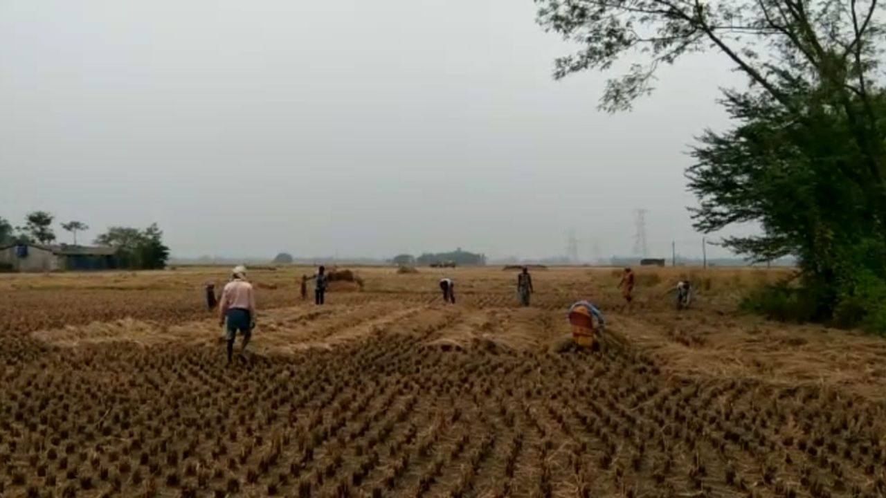 Weather Update: ধান কাটার সময়ও পিছু ছাড়ছে না ঘ্যানঘ্যানে বৃষ্টি, সিঁদুরে মেঘ দেখছেন কৃষকরা