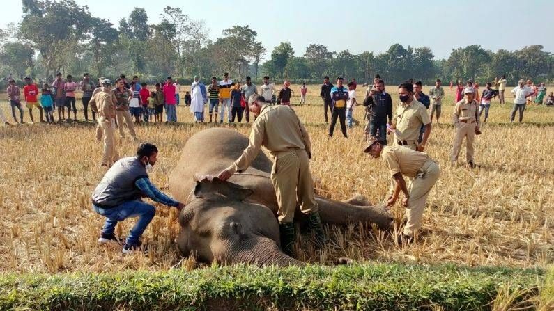 এরইমধ্যে মৃত হাতি দেখতে ভিড় জমিয়েছে এলাকার বাসিন্দারা। প্রাথমিক অনুমান বিদ্যুৎস্পৃষ্ট হয়ে হাতির মৃত্যু হতে পারে। ময়নাতদন্তের পর মৃত্যুর সঠিক কারণ জানা যাবে।এলাকাবাসীরা জানিয়েছেন, মাঝেমধ্যেই ওই এলাকায় খাবারের খোঁজে ঢুকে পরে হাতির দল। মনে করা হচ্ছে ধান খাওয়ার জন্যই হাতিটি ওই এলাকায় চলে আসে। এর মাসখানেক আগে মোরাঘাট রেঞ্জের গাঁড়খুটা এলাকাতেও একটি হাতির দেহ উদ্ধার হয়েছিল। সেই হাতিটির মৃত্যু হয়েছিল বিদ্যুৎ স্পৃষ্ট হয়ে।