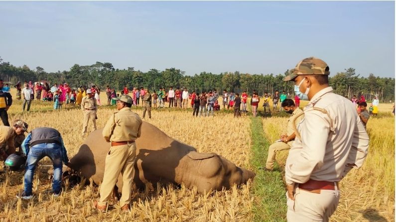 বিন্নাগুড়ি বন্যপ্রাণী স্কোয়াডের রেঞ্জার শুভাশিস রায় বলেন, তোতা পাড়ার জঙ্গল থেকে প্রায় ১০ থেকে ১২ টি হাতির একটি দল ধানক্ষেতে ঢুকে ছিল। সেই হাতির দলেরই সদস্য ছিল মৃত হাতিটি। 