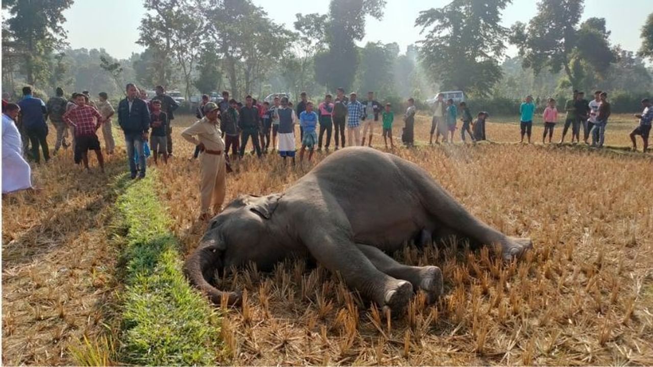 এক মাসের ব্যবধান। ফের আবারও জলপাইগুড়ি বনবিভাগের মোরাঘাট রেঞ্জের একটি বস্তিতে একটি হাতির মৃতদেহ উদ্ধার। 