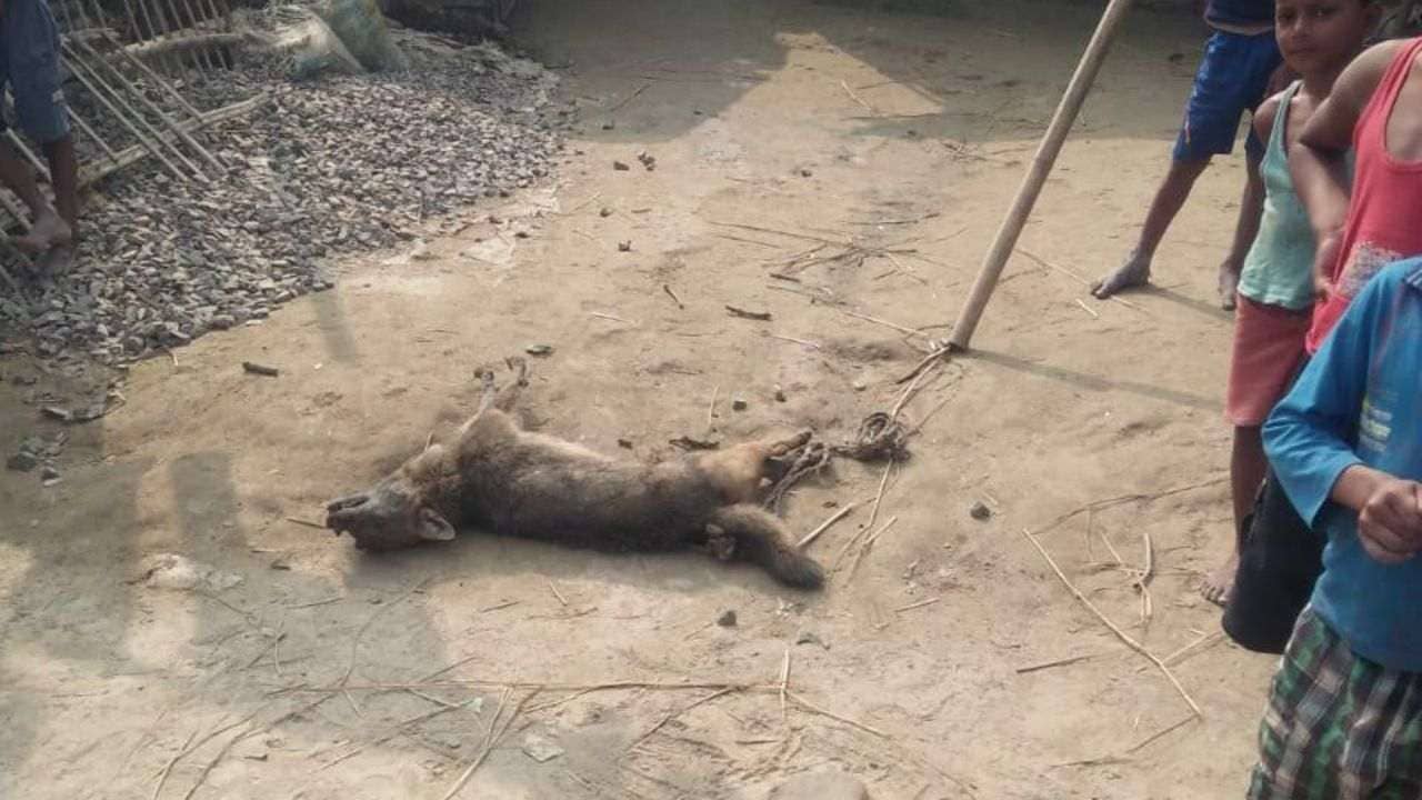 Fox Attack: মাঠে ধান কটছিলেন ওঁরা, হঠাৎ মাংস খুবলে নিয়ে পালাল শিয়ালের দল!