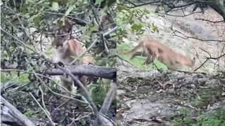 Viral Video: নতুন এই দম্পতি বিয়ে করে ফিরছে না কি মিছিলে হাঁটছে বোঝাই যাচ্ছে না, দেখুন ভিডিয়ো…