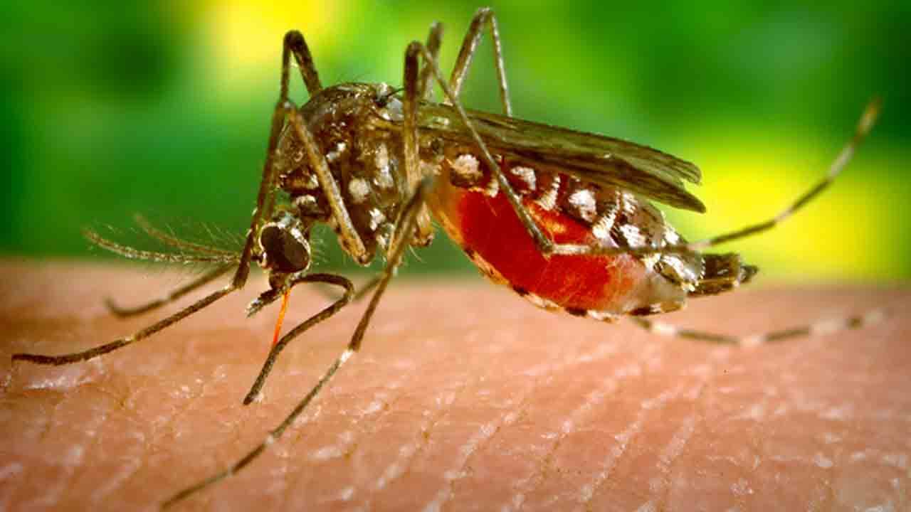 Zika Virus: একলাফে আক্রান্তের সংখ্যা ৮৯-তে, কানপুরে চিন্তা বাড়াচ্ছে জ়িকা সংক্রমণ