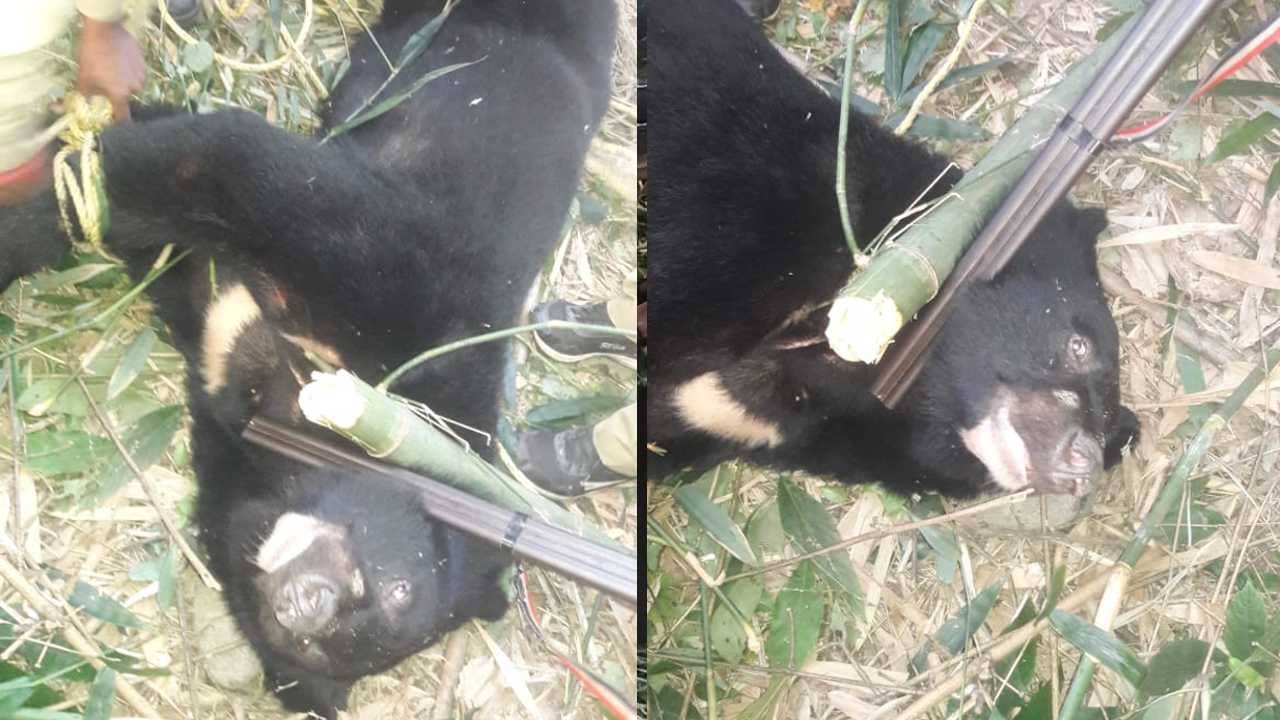Bear: ডুয়ার্সে চা-বাগানে ভালুক-আতঙ্ক! ঘুমপাড়ানি গুলিতে তিনি কাবু হতেই স্বস্তি