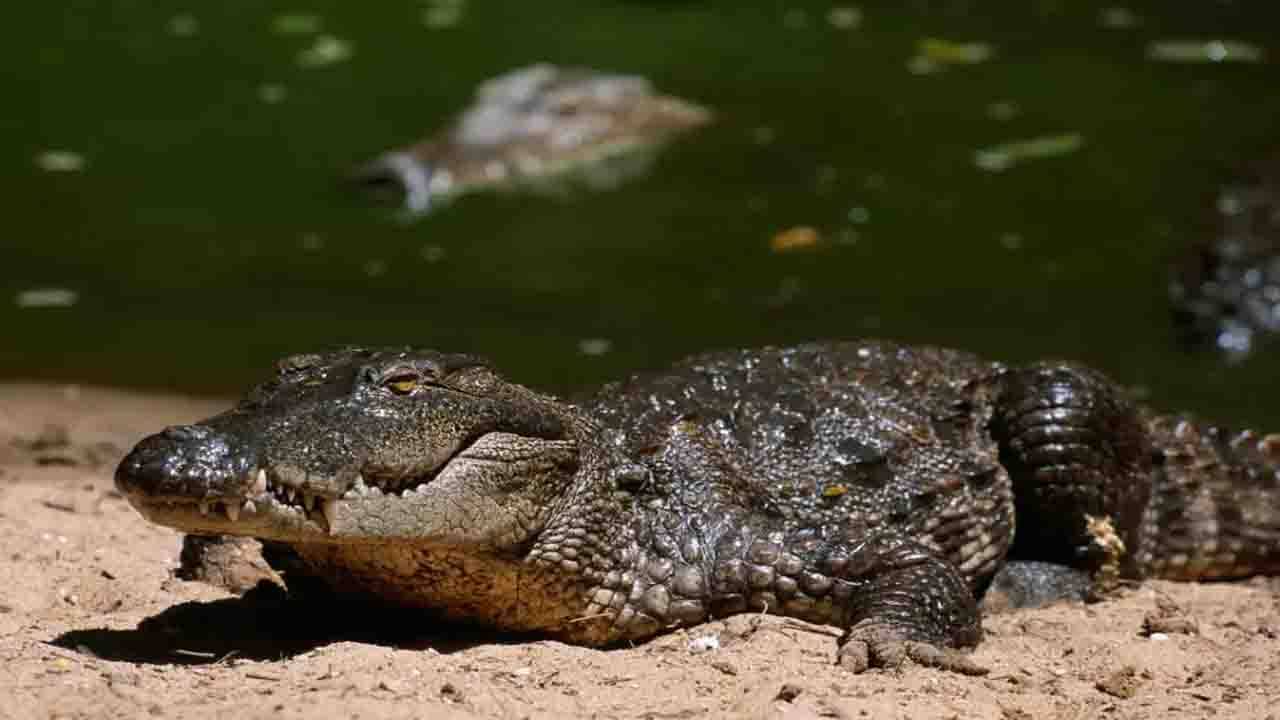 Bhitarkanika: ঘুরে আসুন ভারতের মিনি অ্যামাজন থেকে! পর্যটকদের জন্য খুলে দেওয়া হল ওড়িশার ভিতরকণিকা জাতীয় উদ্যান