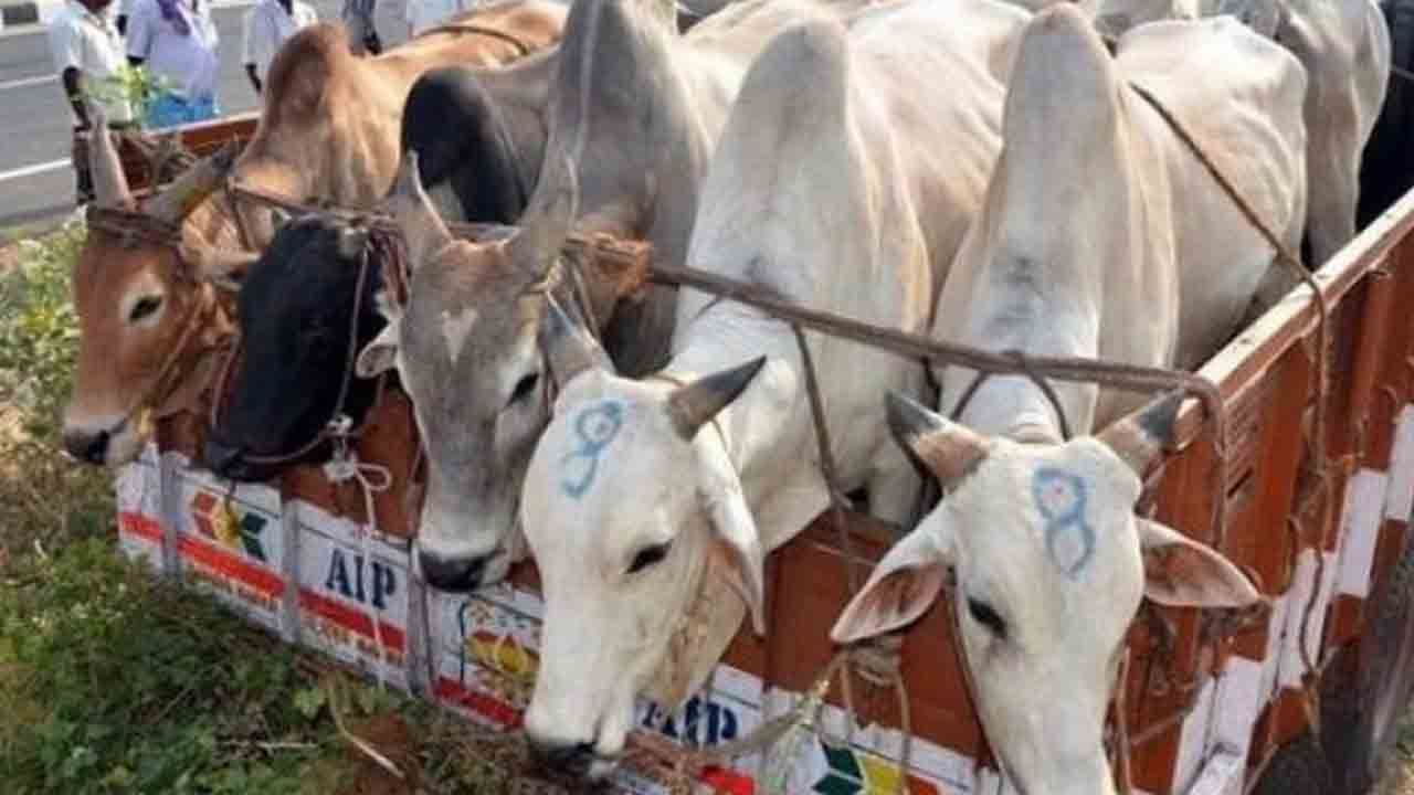 Cattle Smuggling: ফের সীমান্তে বাড়ছে গরু পাচার, বাংলা-অসম সীমানা থেকে ...