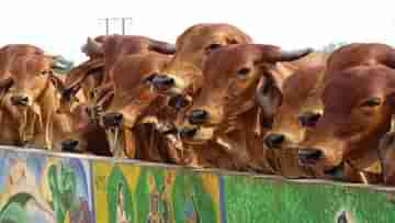 Cow Ambulance: মুমূর্ষু গরুদের চিকিৎসা দিতে নয়া উদ্যোগ যোগী সরকারের, চালু হচ্ছে অ্যাম্বুলেন্স পরিষেবা