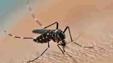 Dengue: আপনার সর্বনাশ, মশার পৌষমাস! রাজ্যে ক্রমেই থাবা বসাচ্ছে ডেঙ্গু
