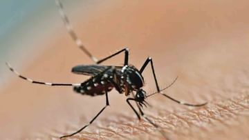 Dengue: আপনার সর্বনাশ, মশার পৌষমাস! রাজ্যে ক্রমেই থাবা বসাচ্ছে ডেঙ্গু